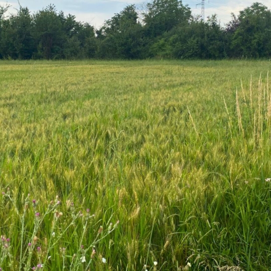  Annonces ROMANS : Terrain | CHATUZANGE-LE-GOUBET (26300) | 0 m2 | 84 500 &euro; 