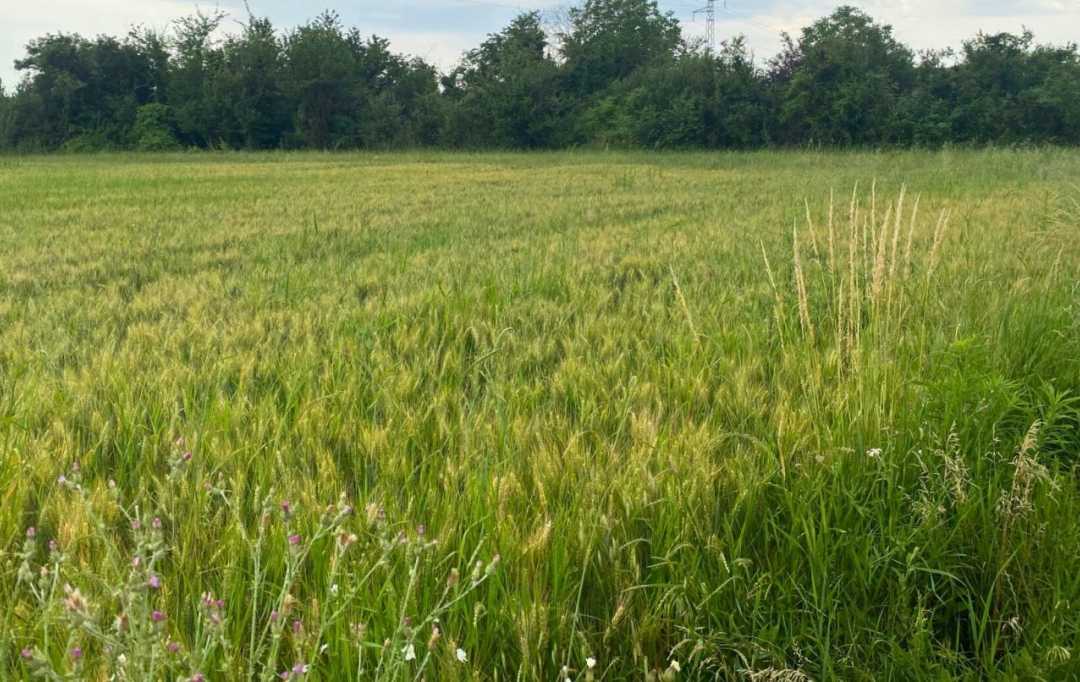 Annonces ROMANS : Terrain | CHATUZANGE-LE-GOUBET (26300) | 0 m2 | 116 500 € 